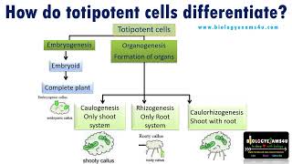 How do Totipotent cells differentiate in Plant Tissue Culture [upl. by Yves]