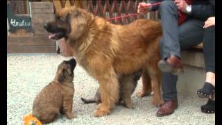 quotCani gatti amp cquot  Servizio sul Leonberger nella puntata del 9 Maggio 2012 [upl. by Ahserak]