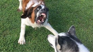 Saint Bernard Barks Like Cujo [upl. by Nena]