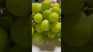 Green Muscat Grapes [upl. by Eelinej764]