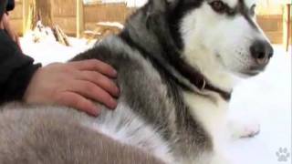 Dogs 101  Siberian Husky [upl. by Roseanne]