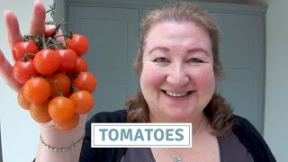 How To Sow Tomatoes  Planting 18 Tomato Varieties [upl. by Ki]