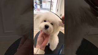 AMAZE SHIHMIX SURPRISE GROOMING 😮 🙉🐵dog care cutedog adorabledog puppy new [upl. by Lama53]