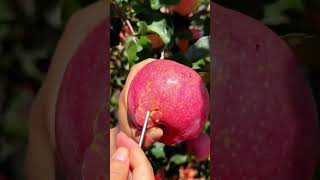 Enjoy red apple fruit cutting apples shorts fruitchopping fruitcarvingideas fruitcarvingdesign [upl. by Nathanson]