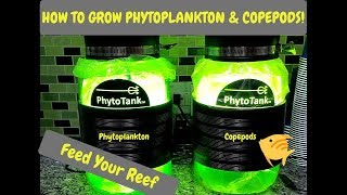 How To Harvest Phytoplankton amp Copepods  Poseidon Reef Systems  Culturing Phyto amp Copepods [upl. by Yedarb]