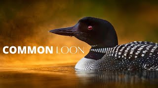 Interesting Facts About the Common Loon [upl. by Atteniuq]