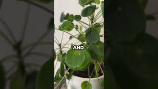 Taking care of Pilea [upl. by Stinky]