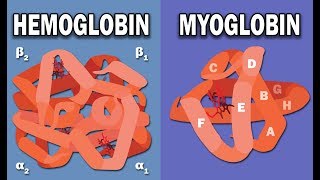 HEMOGLOBIN AND MYOGLOBIN BIOCHEMISTRY [upl. by Delmor]