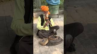 Snake Charmer in Delhi [upl. by Ahsitram]