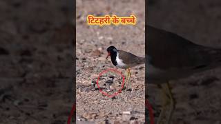 RedWattled Lapwing के बच्चे 🤯 बिना नाखून वाला पक्षी shorts shortsvideo [upl. by Eniarral936]