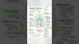 cranial nerve [upl. by Acceber]