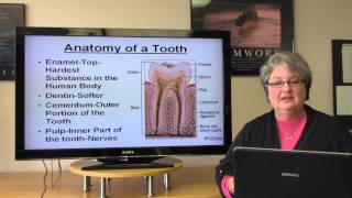 Basic Dental Terminology [upl. by Estrin]