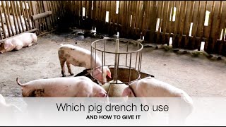 Which pig drench to use  Sez the Vet [upl. by Aleb]