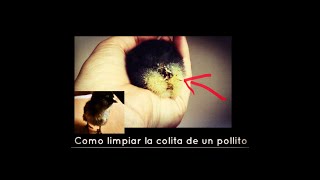 Como Limpiar Pollito con Colita Pastosa  colita con Kk [upl. by Reichel]