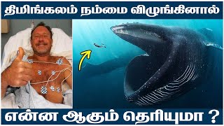 திமிங்கலம் நம்மை விழுங்கினால் என்ன ஆகும் Howisitinfo whale sea ocean bluewhales [upl. by Nnaarual]