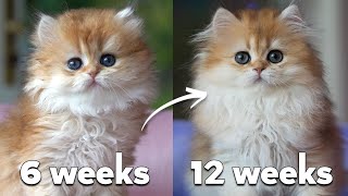 How CUTE 😍 Garfiellia the British Longhair kitten grows up 🦁 [upl. by Ellehcil]