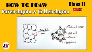 how to draw parenchyma tissue how to draw collenchyma cells [upl. by Corson231]