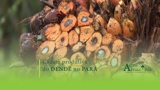 Cadeia Produtiva do Dendê no Pará [upl. by Savinirs]