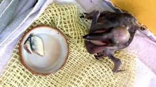 Baby pinkbacked pelican feeding [upl. by Amada]