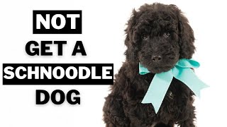 10 Big Reasons Why you should NOT get a Schnoodle Dogs [upl. by Giorgia]