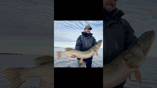 Порем щуку Pike hunting fintrail miurasmouse sawamura щука fishing рыбинка fishing spinning [upl. by Snell172]