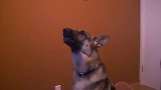 Dugan the talking singing German Shepherd Can you watch this video without smiling [upl. by Netsuj]