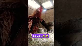 Insects😂🤣 subscribe please 🤩 funnychicken funnyvideo kozhikoothugal funny comedy [upl. by Nevar]