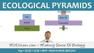 Ecology  Pyramids of Number and Biomass  GCSE Biology 91 [upl. by Hally]