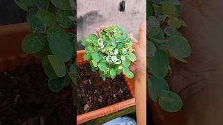 Breynia Plant  how to grow Breynia Plant [upl. by Anastas]