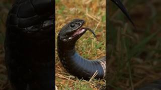 মজার অভিনেতা সাপ Rinkhals Snake funny shorts snake [upl. by Tyler977]