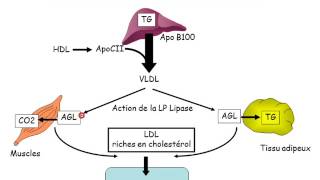 Lipolyse Oxydation Lipoprotéines partie 5 [upl. by Ettezel636]