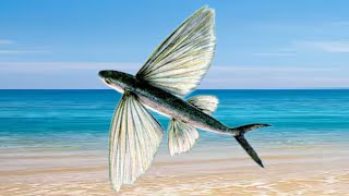 Flying Fishes  Exocoetidae  اڑنے والی مچھلیاں  उड़ने वाली मछलियाँ  Marine RayFinned Fish [upl. by Karlow]