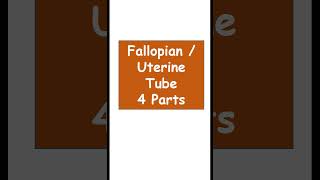 Fallopian tube 4 parts anatomy biology Uterine tube 4 parts [upl. by Aivil757]