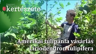 Amerikai tulipánfa vásárlás  Tulipánfa online rendelés Liriodendron tulipifera [upl. by Boarer250]