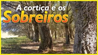 Conheça os sobreiros as árvores que produzem a cortiça [upl. by Jaban]