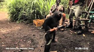 RISE OF THE PLANET OF THE APES  Viral Video Ape With AK47 [upl. by Valerio460]