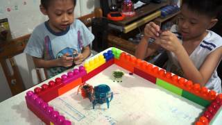 HEXBUG 大戰：《Spider 》vs《Inchworm》20130901 [upl. by Anika196]