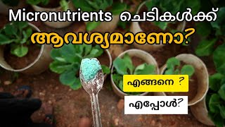 മൈക്രാ ന്യൂട്രിയന്റസ് ചെടികൾക്ക് ആവശ്യമാണോDoes plants actually needs micronutrients [upl. by Acireit25]