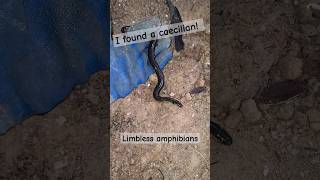 A Rare Caecilian snake amphibian worm eel thailand creatures bugs garden tropical water [upl. by Ahsinev207]