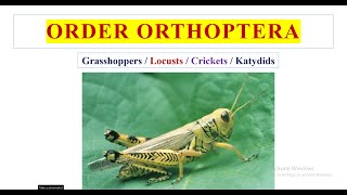 Order Orthoptera [upl. by Nomolas417]