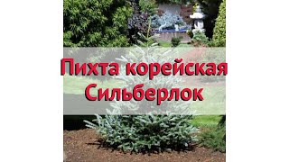 Пихта корейская Сильберлок 🌿 Обзор посадка и уход саженцы крупномеры описание и особенности [upl. by Demetria]