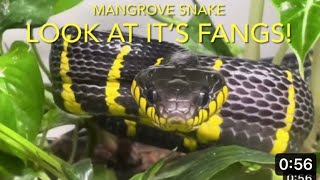 SNAKES THE MANGROVE SNAKE [upl. by Oiracam457]