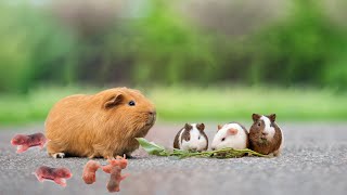 Guinea Pig Giving Birth To Many Cute Babies [upl. by Alrahc]