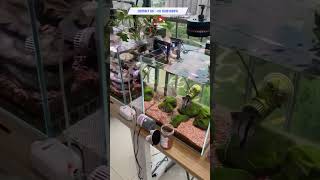 Designer Aquascaping Aquarium With Canister Filter And Light Best Aquarium Shop In Ahmedabad shorts [upl. by Ordnazil179]