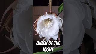 Queen of the Night blooming time lapse [upl. by Oruntha]