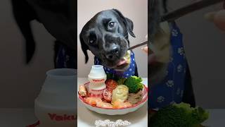 Lunch Time🥟puppy dogs dogfood shortsvideo shortsfeed youtubeshorts [upl. by Mazur]