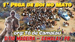 1° Pega de Boi no Mato Sítio Madeira Camalaú PB Org Tó de Camalaú [upl. by Oren]