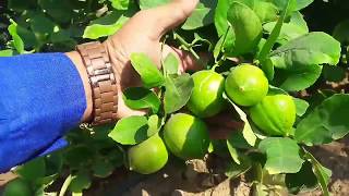 Seedless lemon plant  9106310963 [upl. by Anisor]