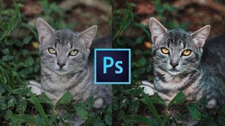 Como editar fotos de mascotas🐱 en Photoshop  Efectos para Fotos [upl. by Fabrienne]