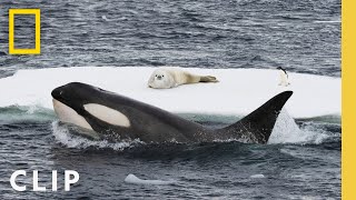 In rare footage humpback whales attempt to disrupt a killer whale hunt in Antarctica [upl. by Nirro]